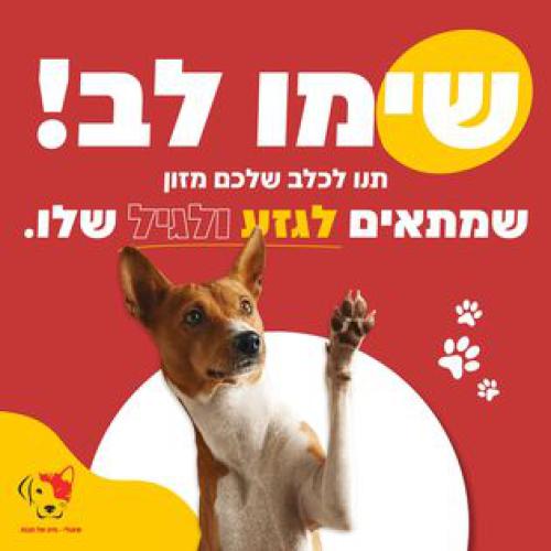 שאולי - חיה של חנות