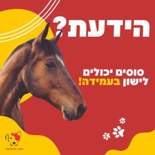 שאולי - חיה של חנות