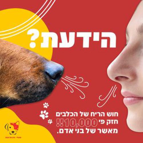 שאולי - חיה של חנות