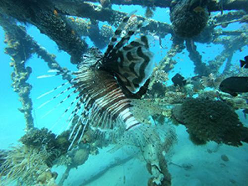 PALMA DIVING מועדון צלילה