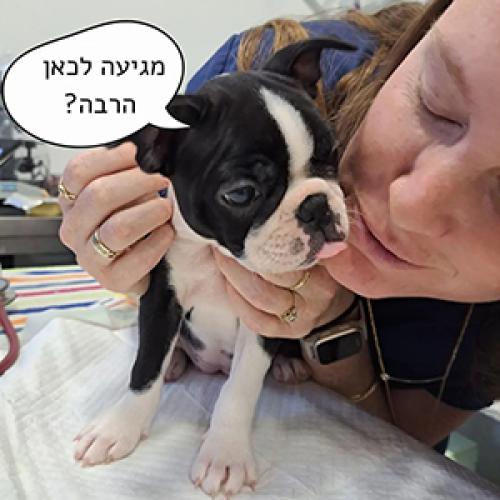 אנימליה