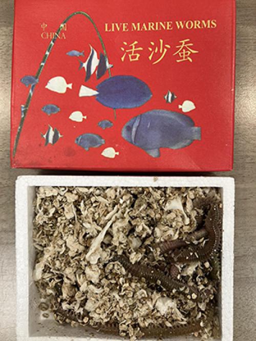 מוצרי דייג דפדפת