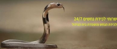אמנון חברה להדברה