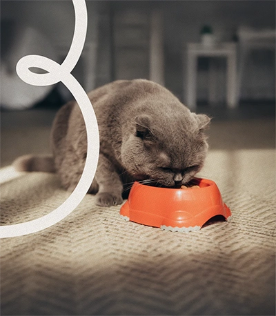 פט שופ בויז