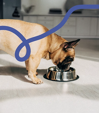 פט שופ בויז