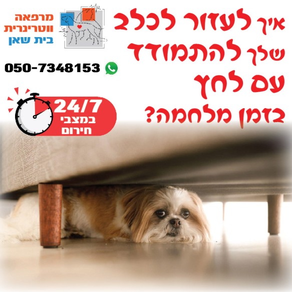 מרפאת וטרינרית בית שאן