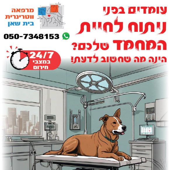 מרפאת וטרינרית בית שאן