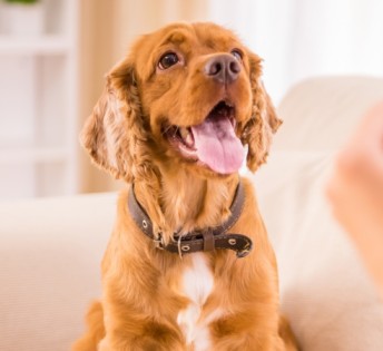 פרנצי חנות חיות