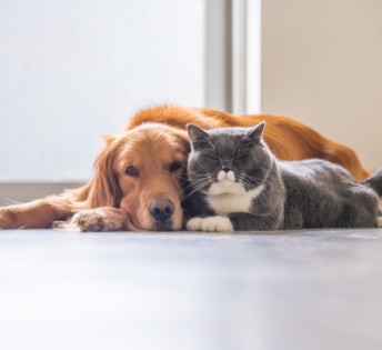 פרנצי חנות חיות