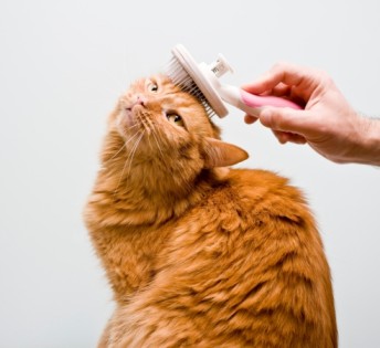 פרנצי חנות חיות