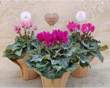 משתלת תגל הארץ