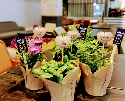 משתלת תגל הארץ