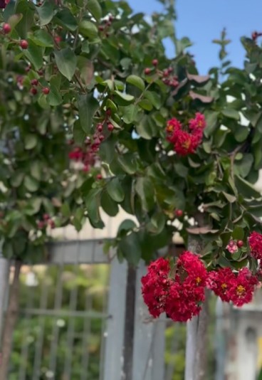 משתלת flora by anila 