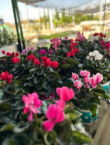 משתלת ביו הכרמים