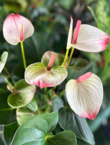 משתלת ביו הכרמים