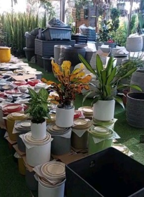 משתלת אלאמן