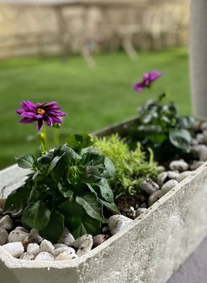 משתלת אלאמן